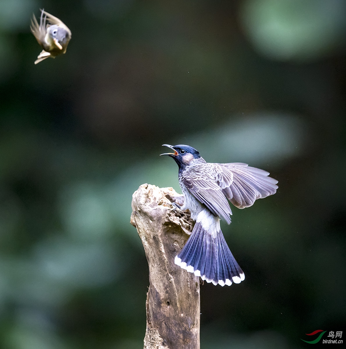 dsc9090---a黑喉红臀鹎---31t.jpg