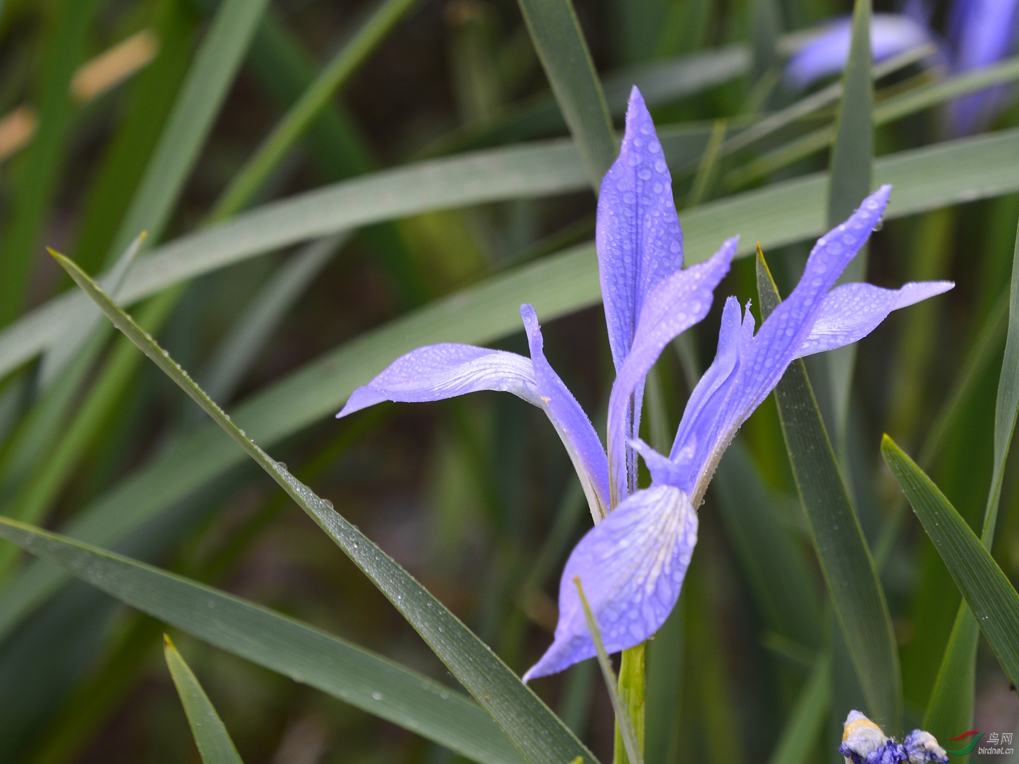 马兰花