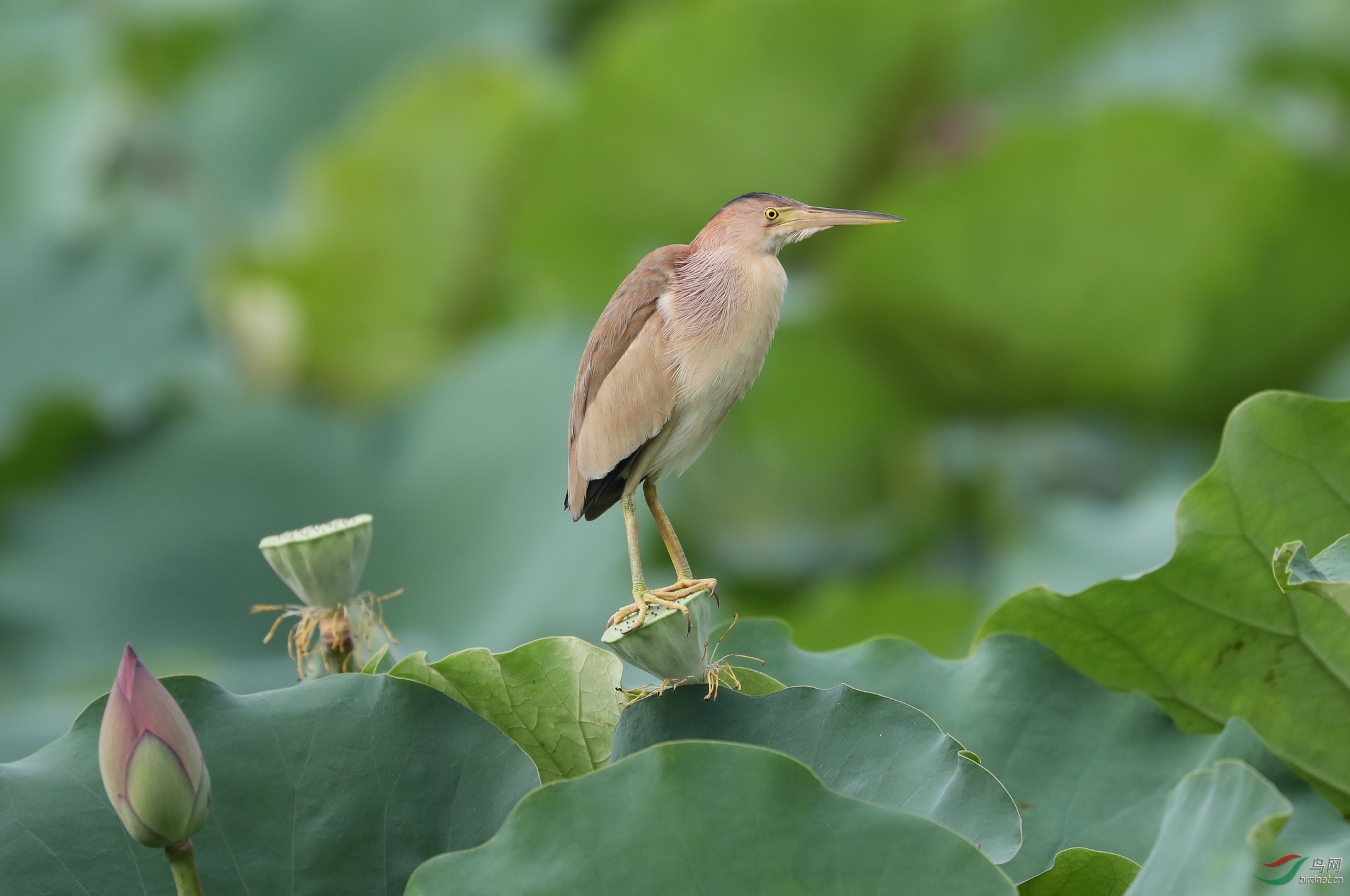 莲蓬上的黄苇鳽