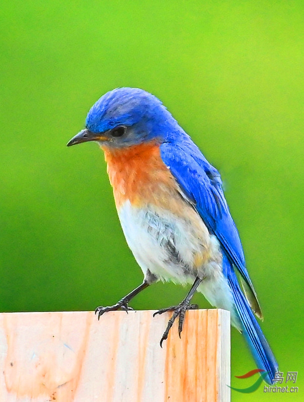 东方蓝鸟,eastern bluebird