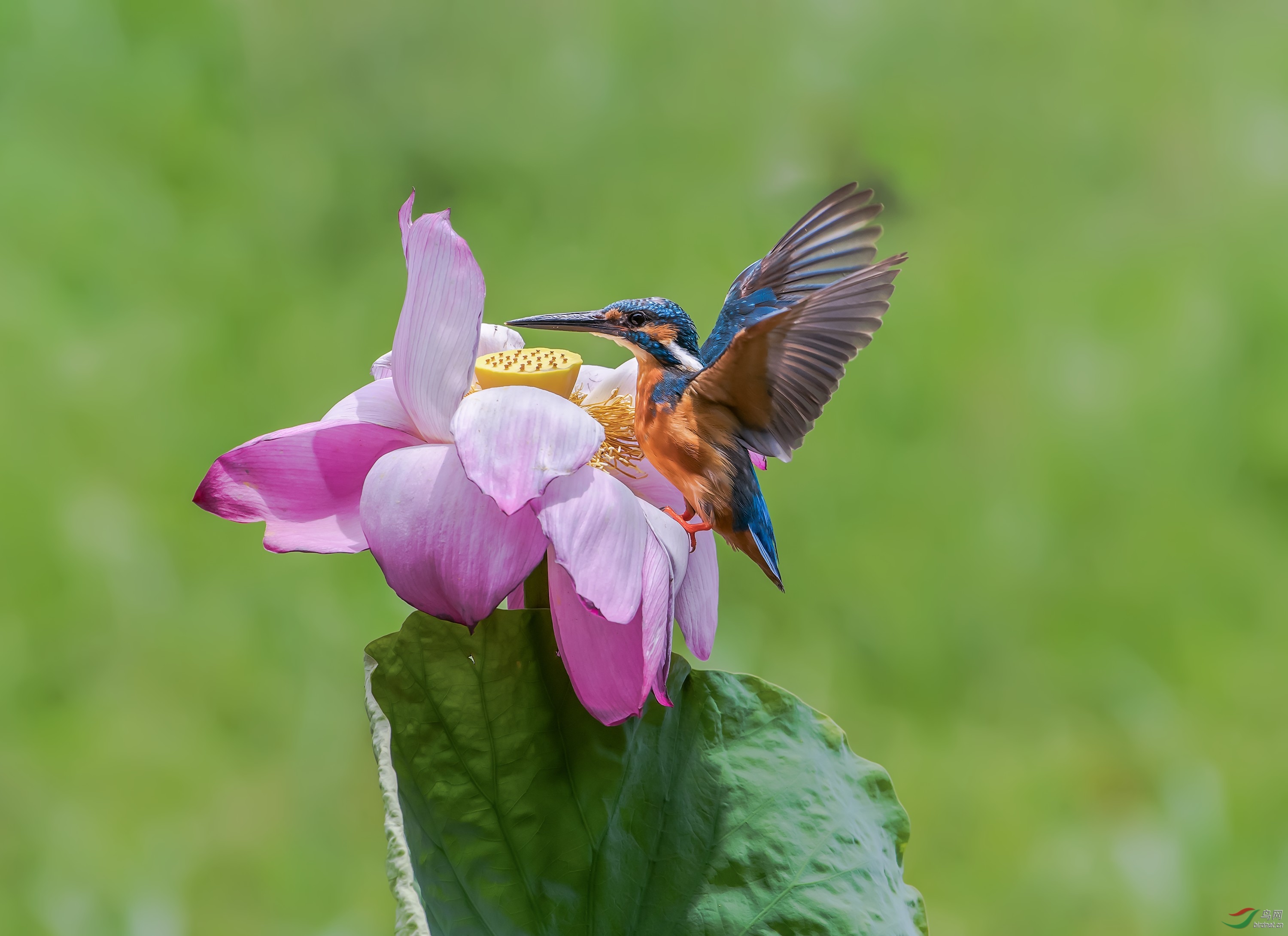 翠鸟上花