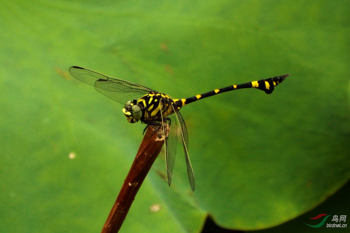 20160803大团扇春蜓01dscf2539_副本.jpg