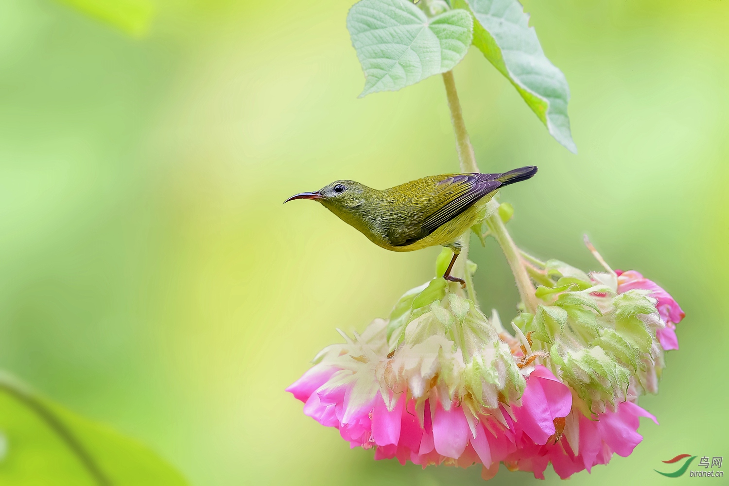 翘首扶芙蓉 ---- 叉尾太阳鸟