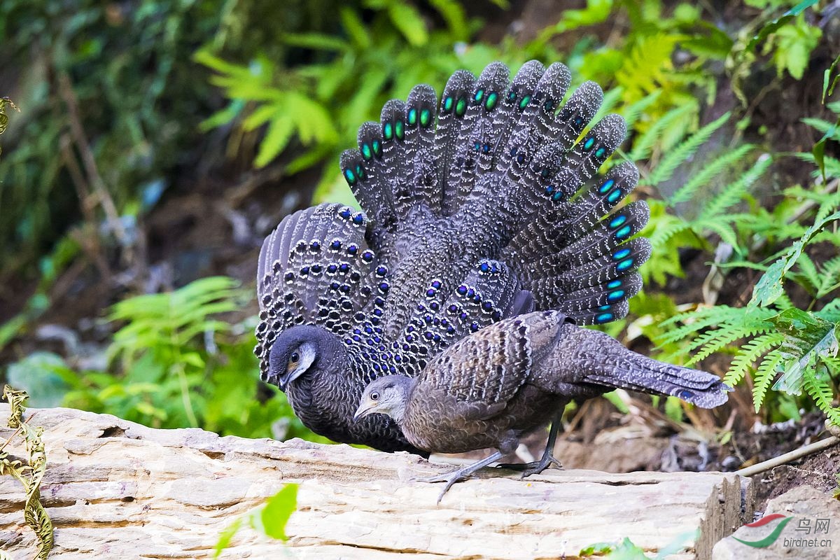 灰孔雀雉祝贺佳作获鸟类精华