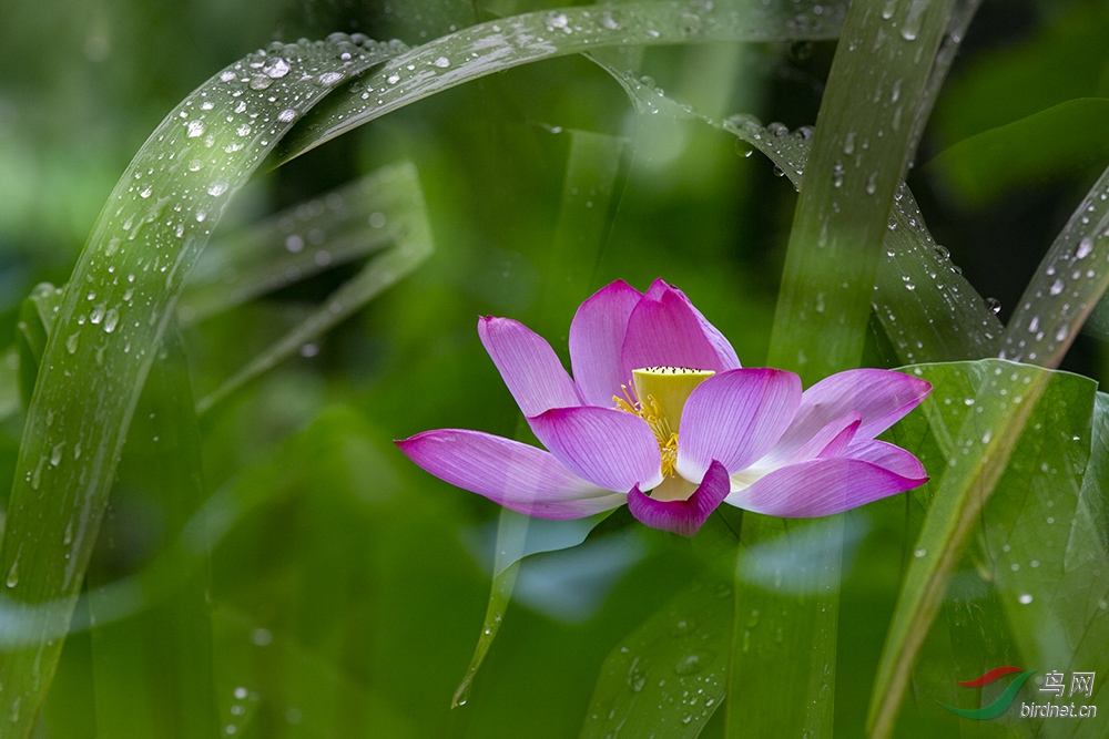 雨露荷艳