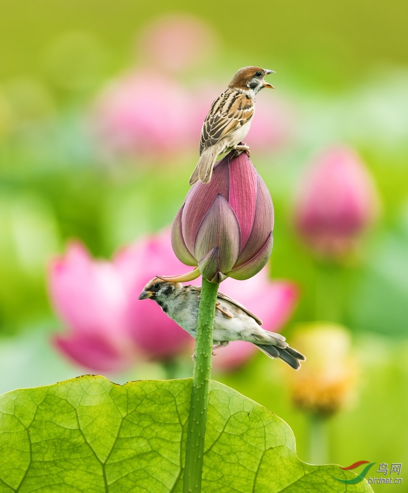 荷花和麻雀
