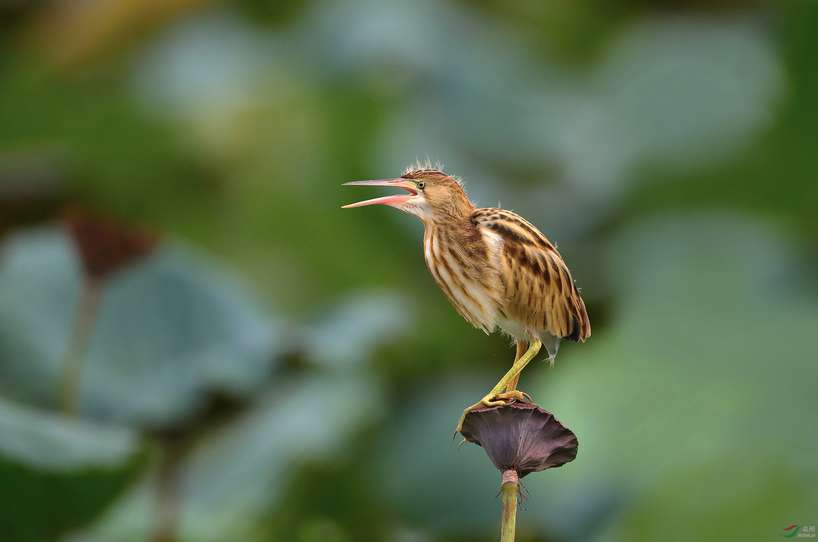 荷塘黄斑苇鳽(视频)