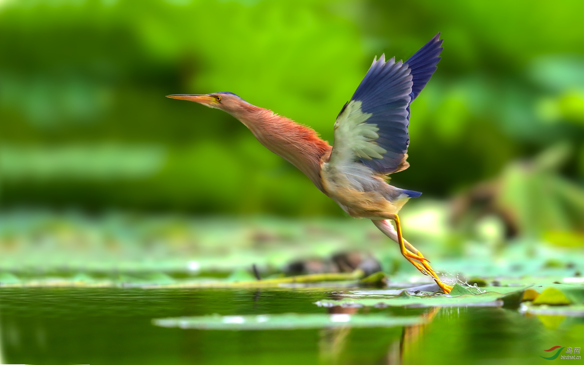 黄斑苇鳽