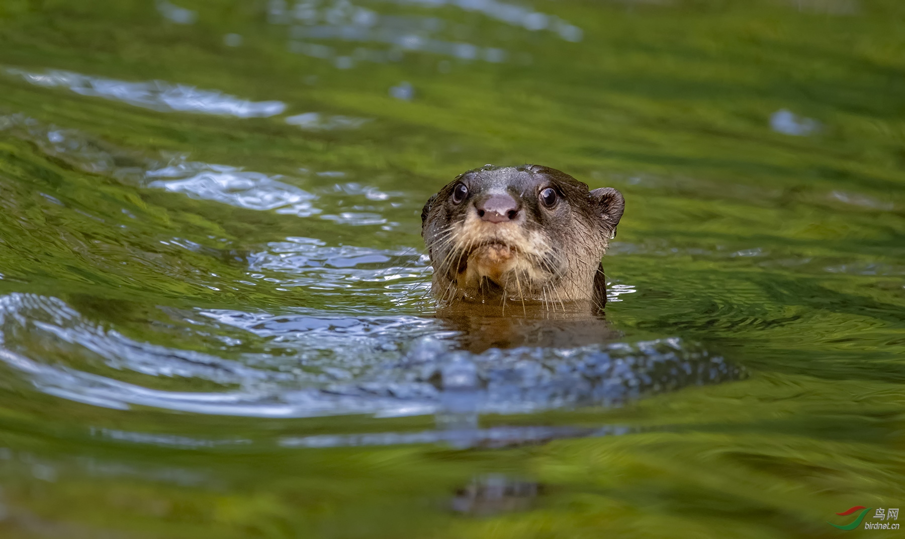 水獭