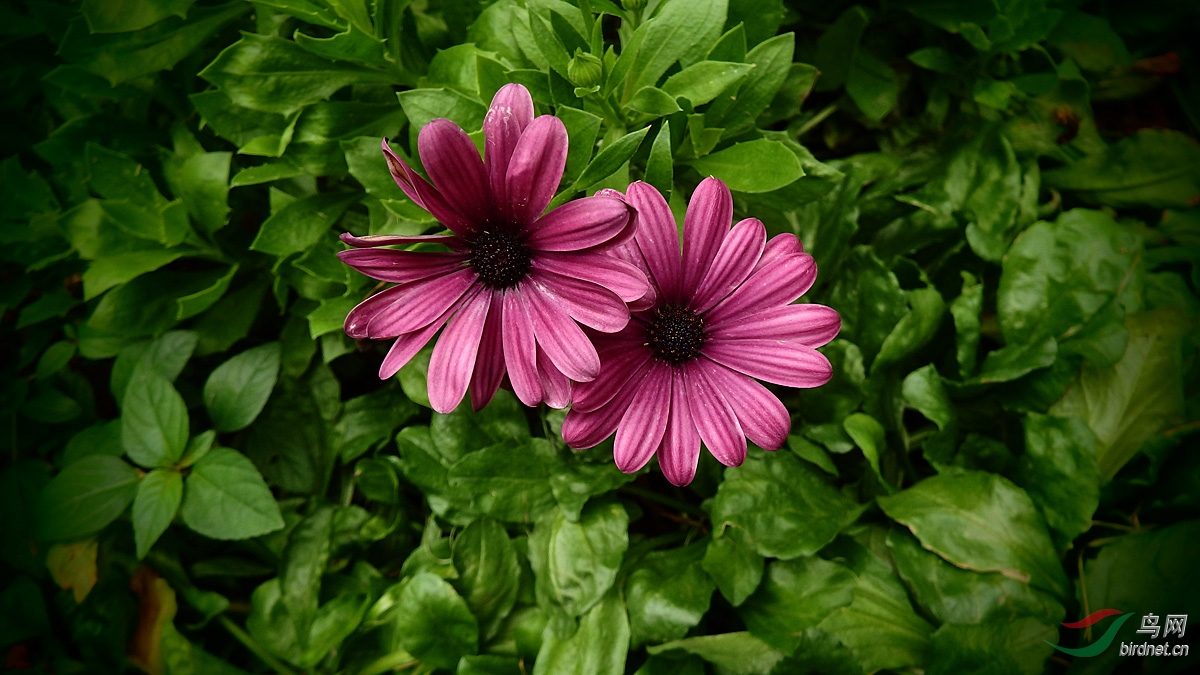 花卉欣赏蓝目菊