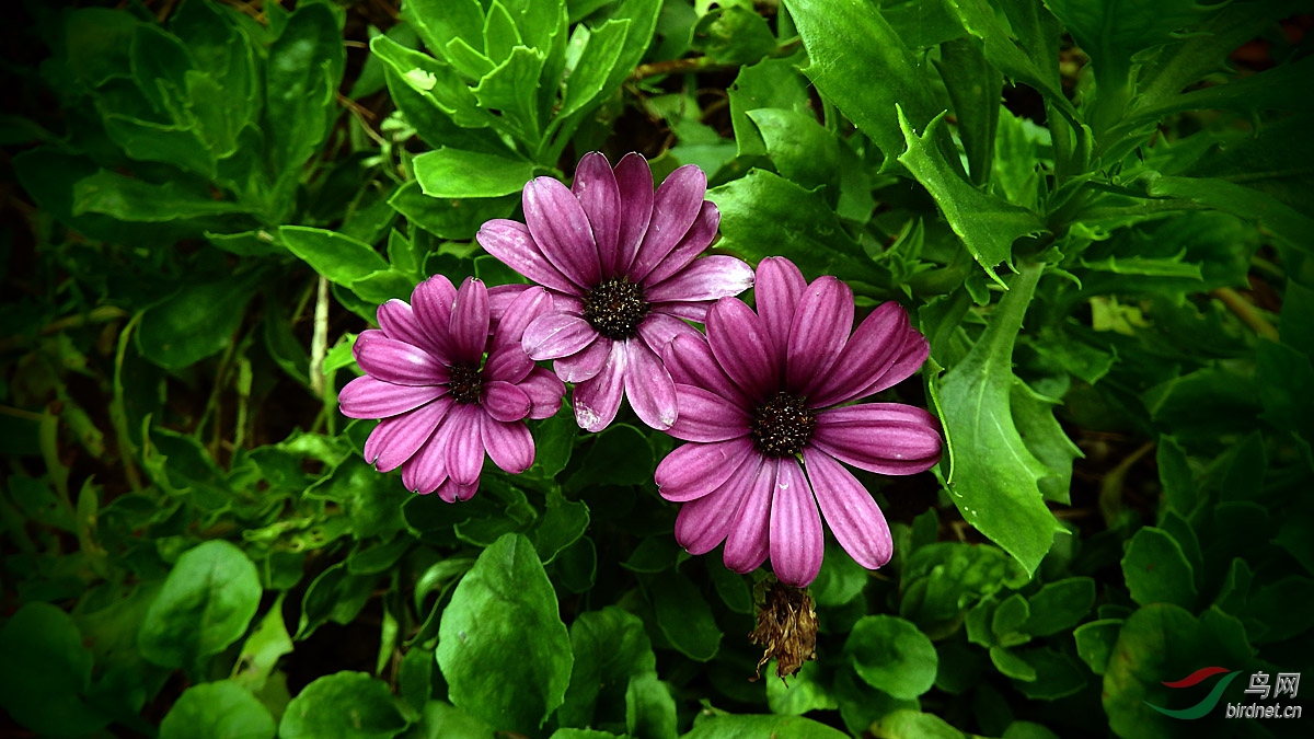 花卉欣赏蓝目菊