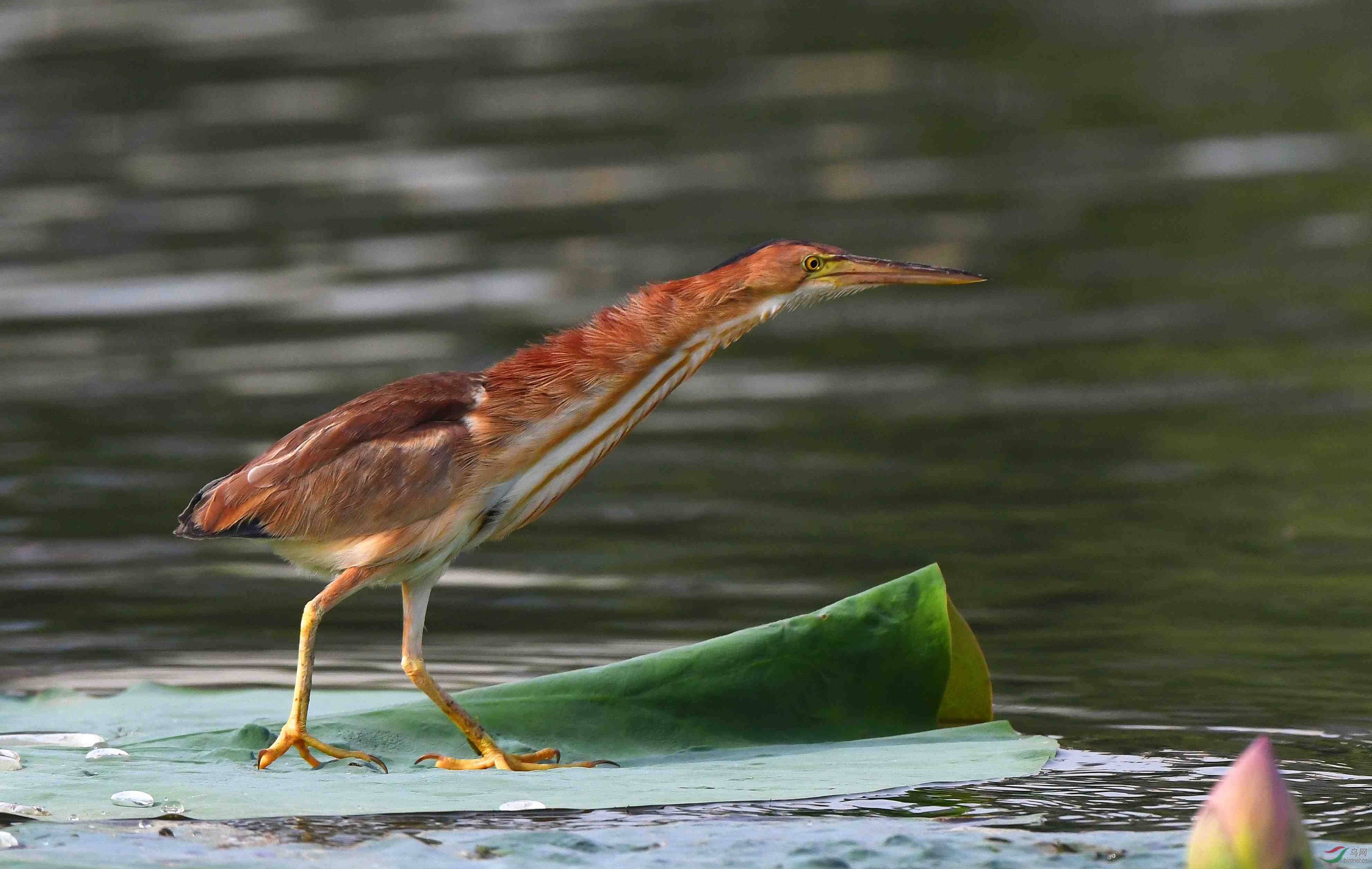 黄苇鳽