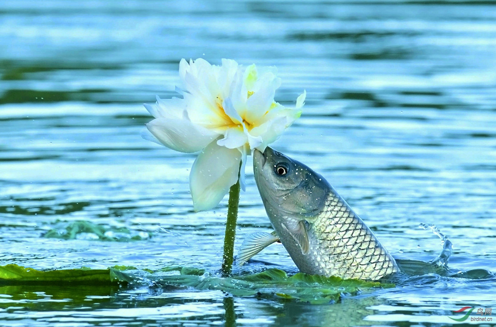 鱼吃荷花
