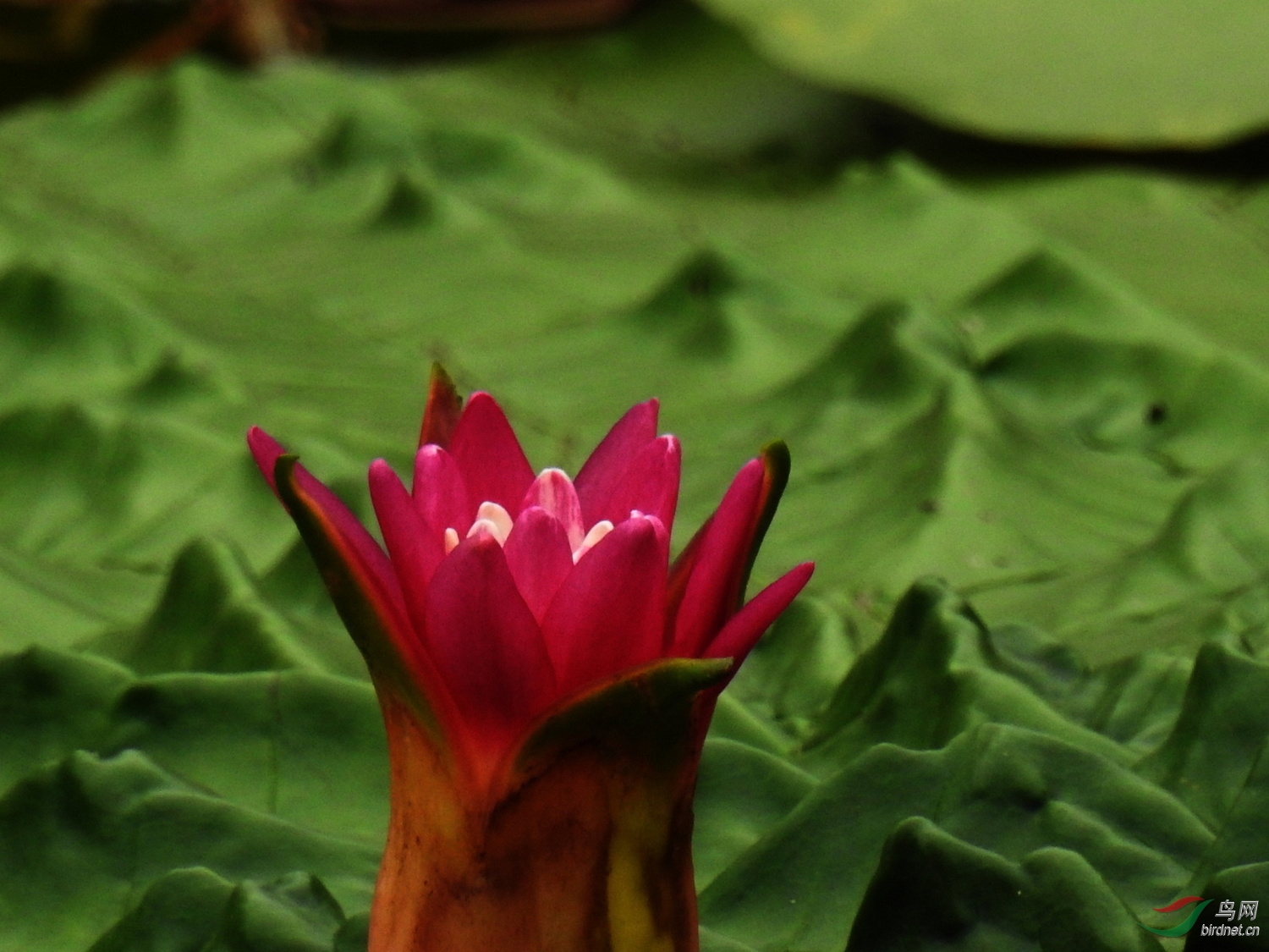 芡实花