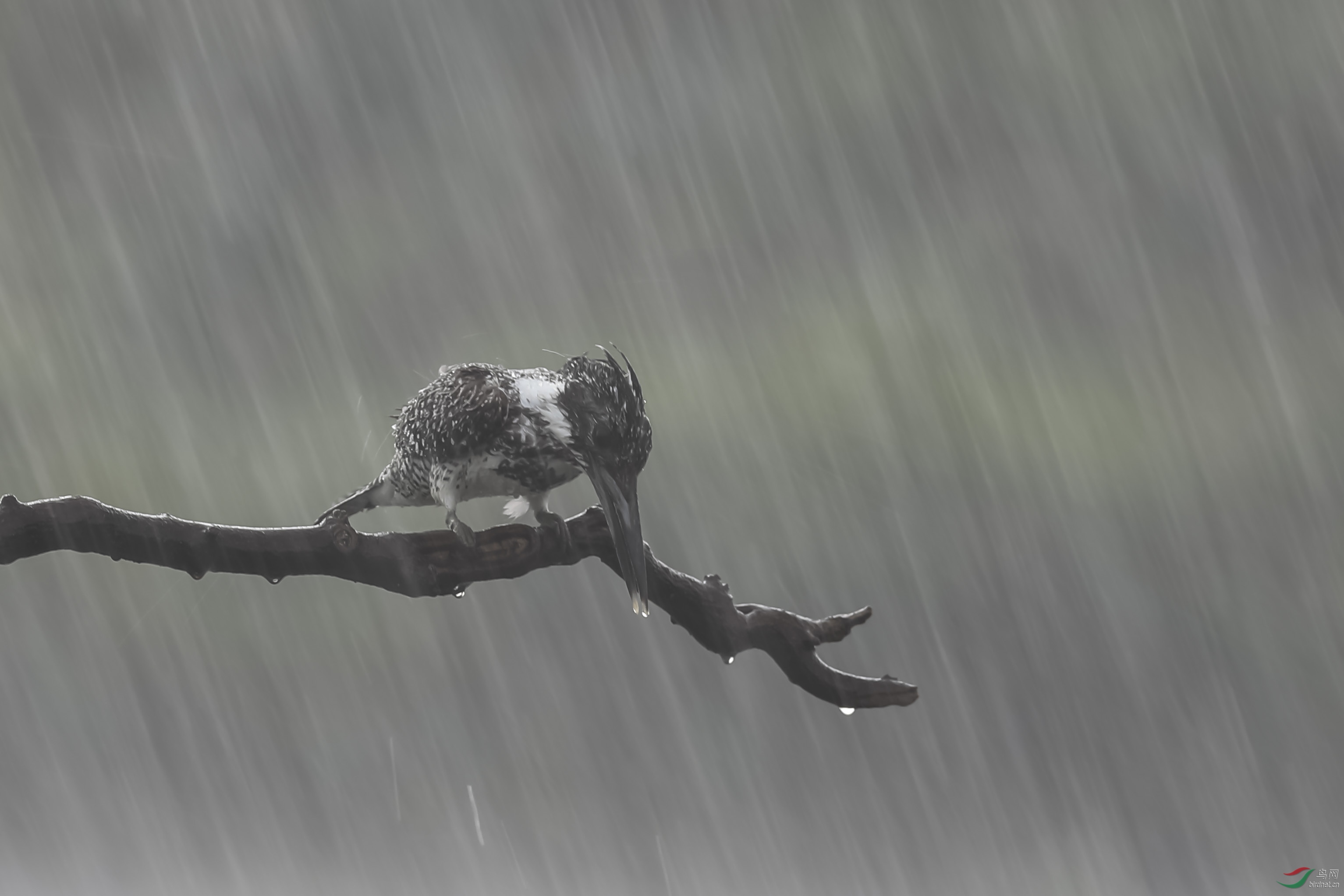 暴风骤雨