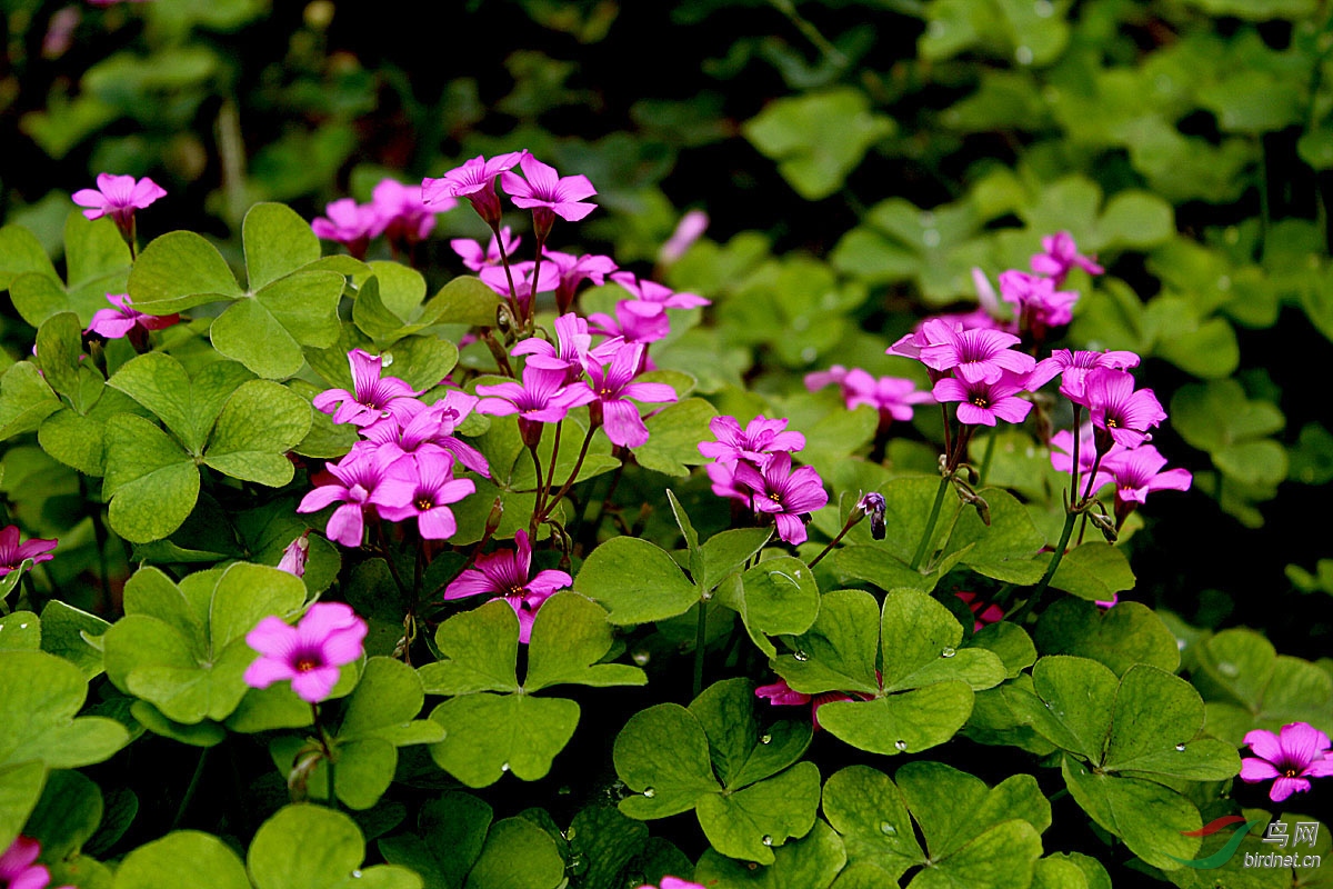 【花卉欣赏】《红花酢浆草》