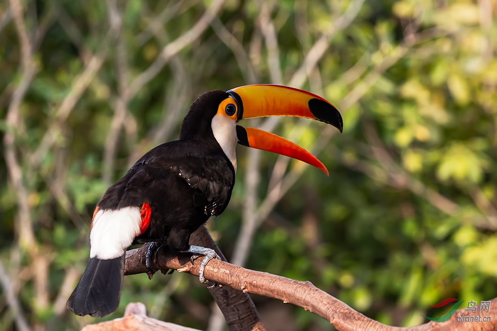 分布于南美热带雨林,世界濒危动物,拍摄于上海野生动物园.