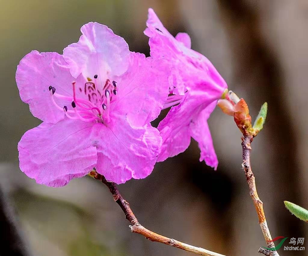 花儿