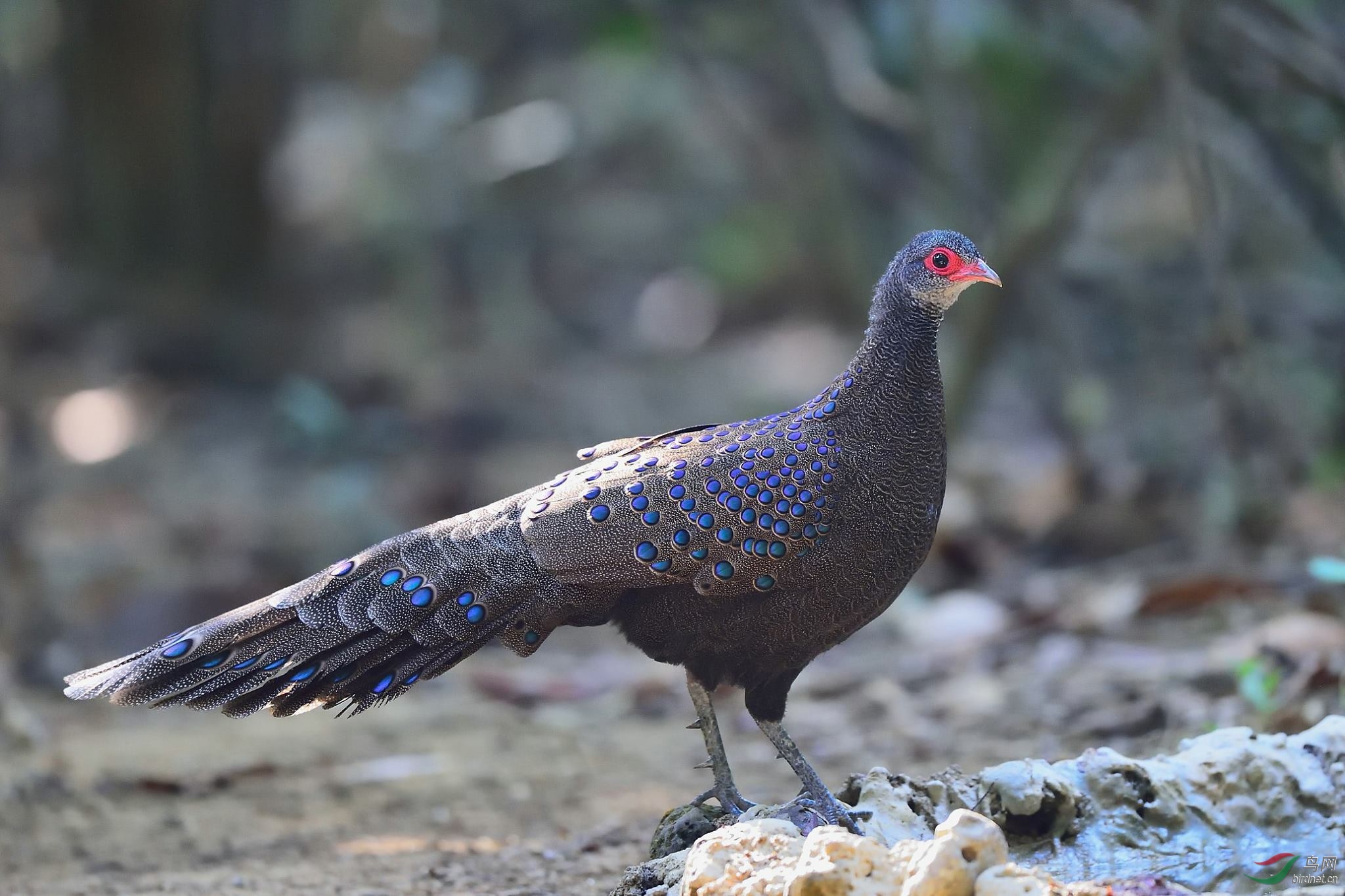 germains peacock-pheasant眼斑孔雀雉.jpg