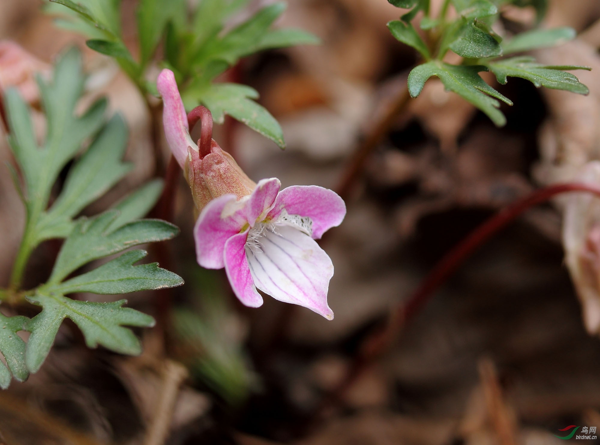 堇菜科堇菜属裂叶堇菜 _mg_9649-11111.jpg