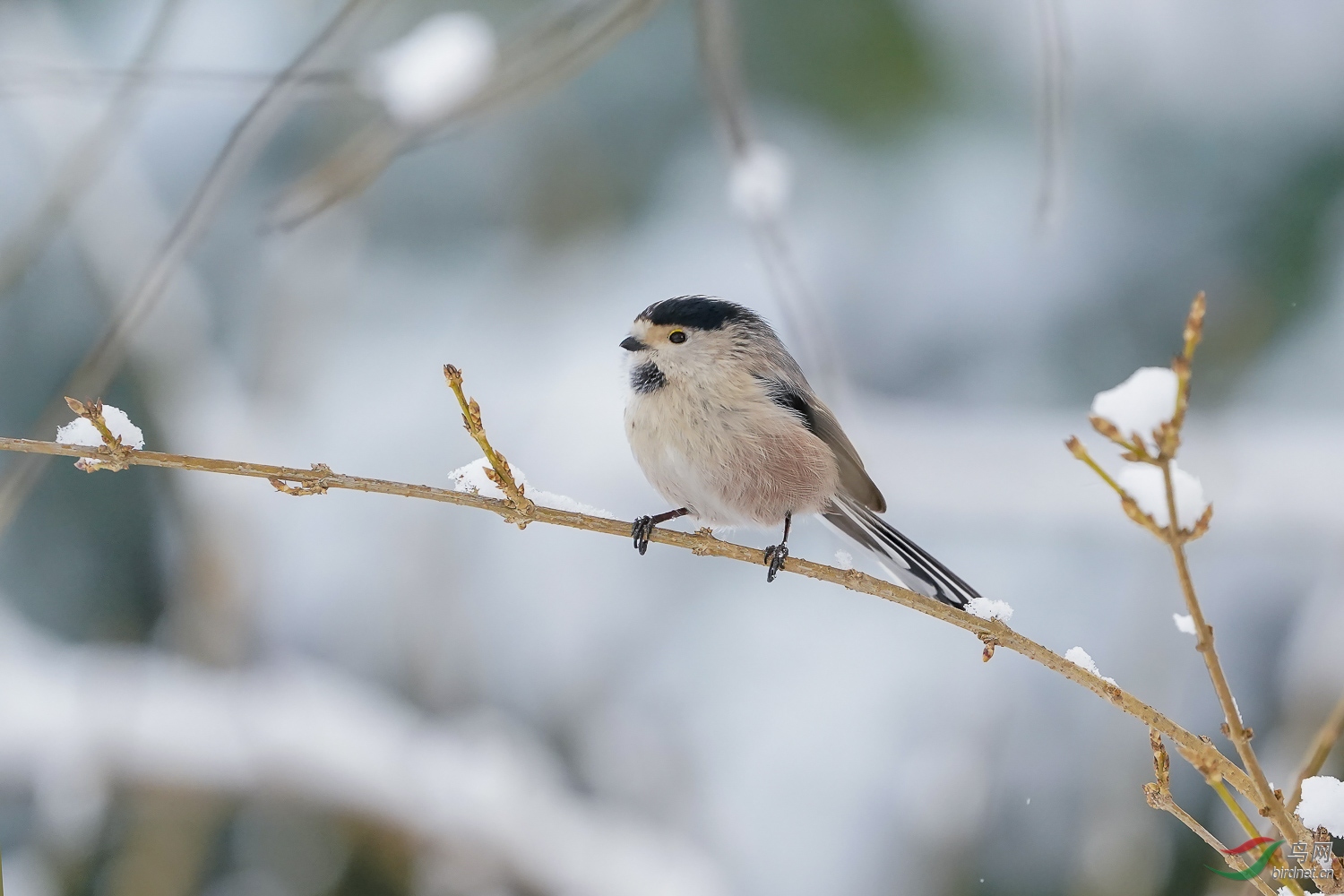 雪版银喉长尾山雀巴西龟和鳄龟混养图片