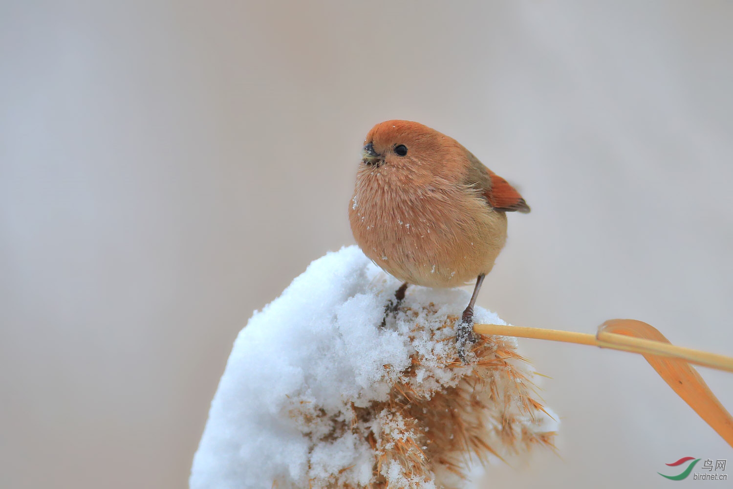 雪中棕头鸦雀