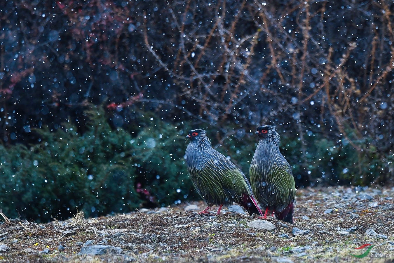 雪花飘飘