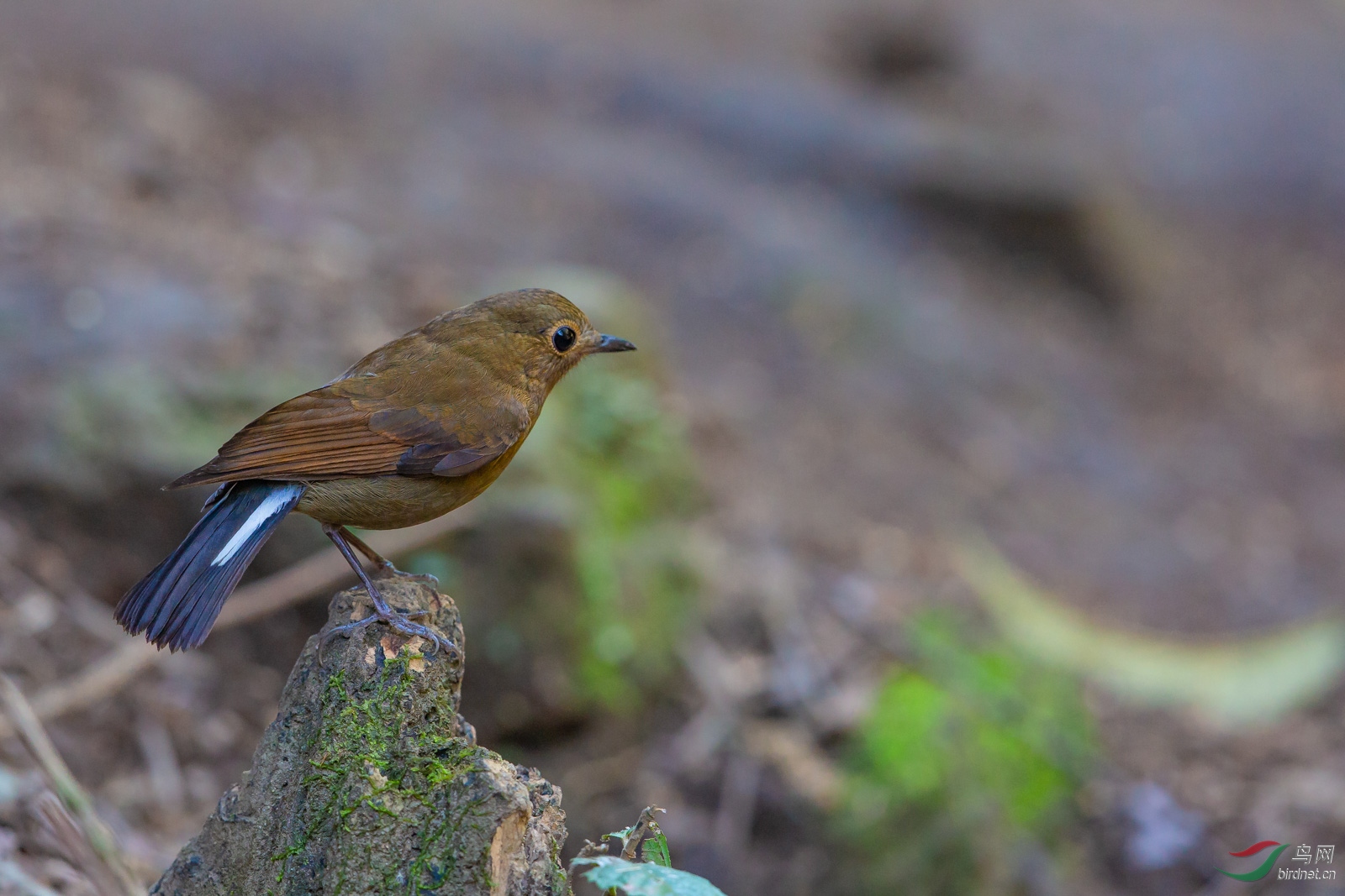 名:white-tailed robin)属雀形目鹟科地鸲属,又叫白尾地鸲,白尾蓝鸲