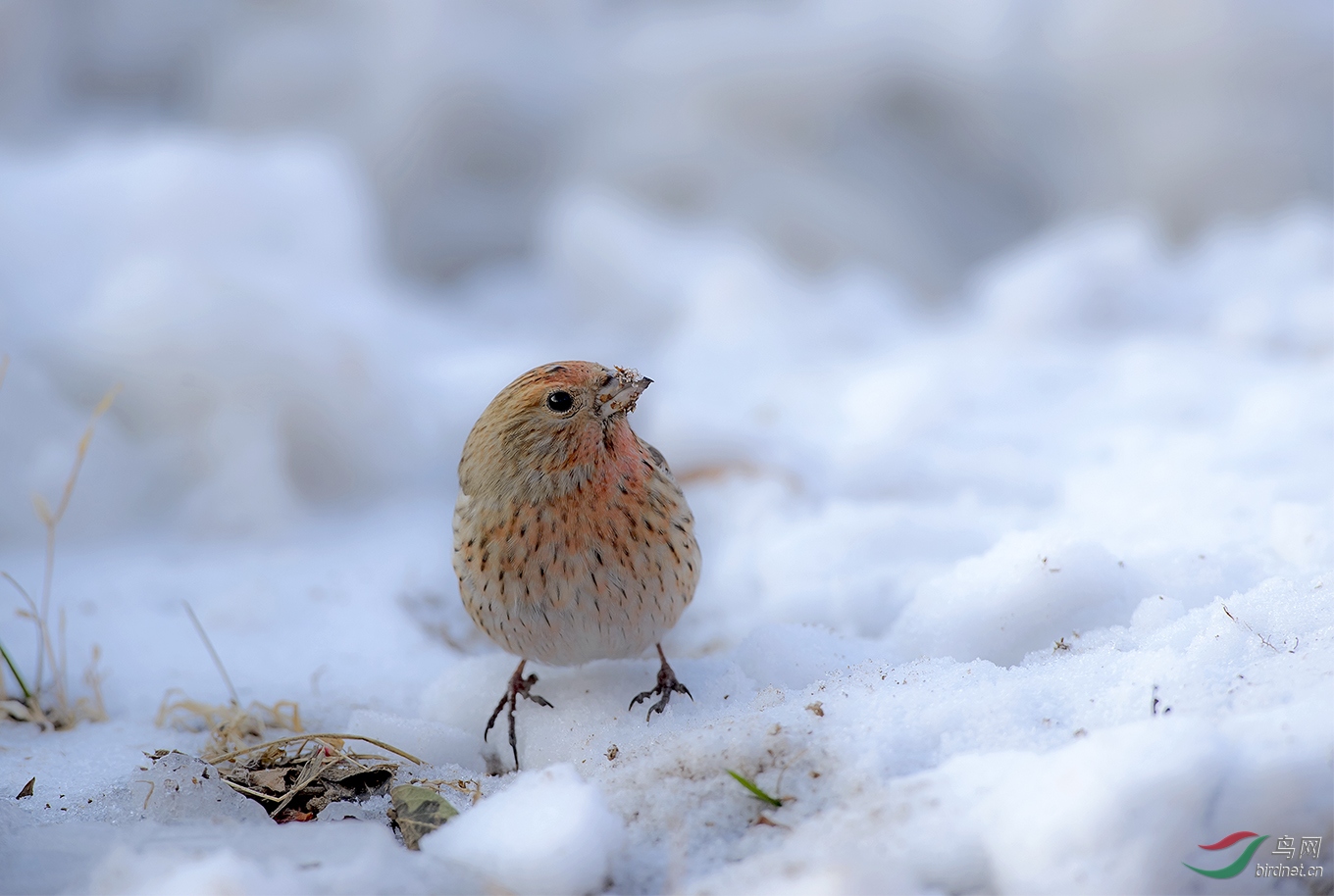 雪地北朱雀