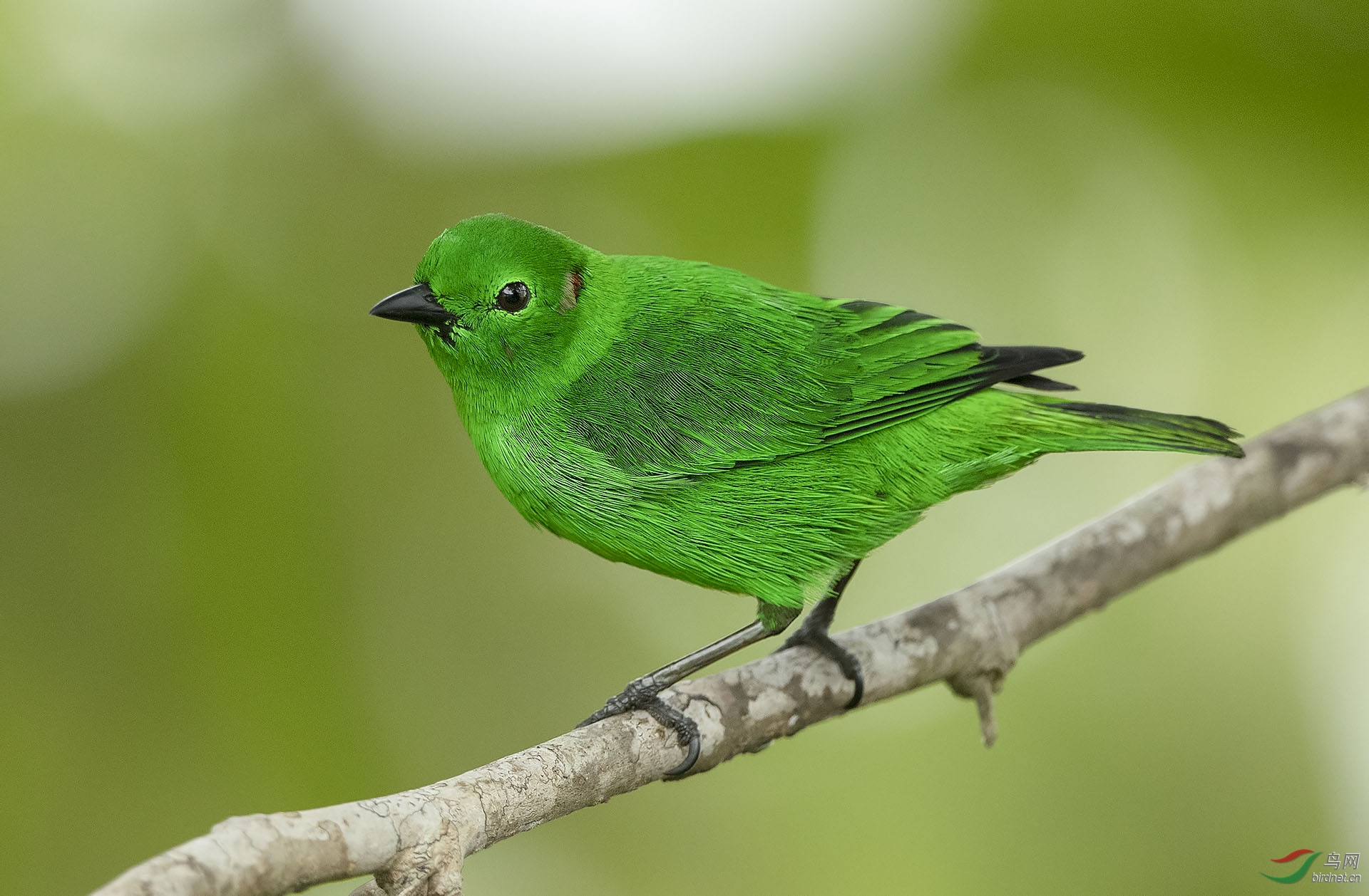 辉绿雀 (glistening green tanager)@厄瓜多尔共和国