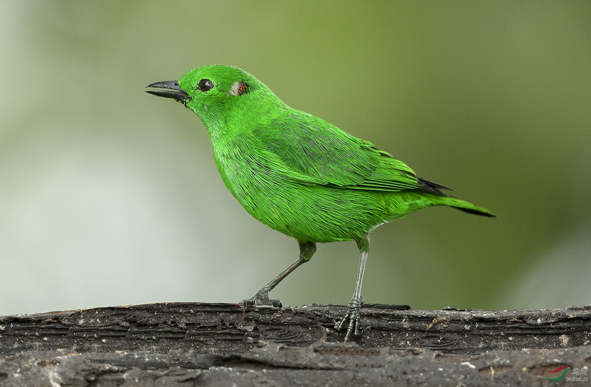 辉绿雀 (glistening green tanager)@厄瓜多尔共和国