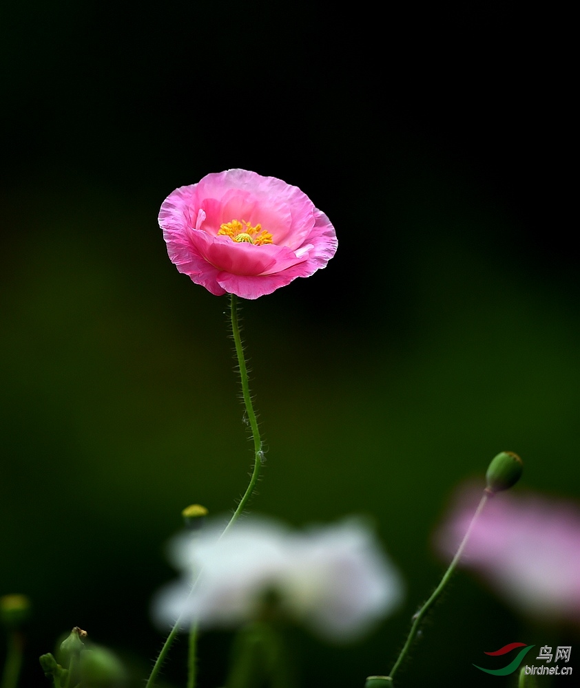 一朵小花