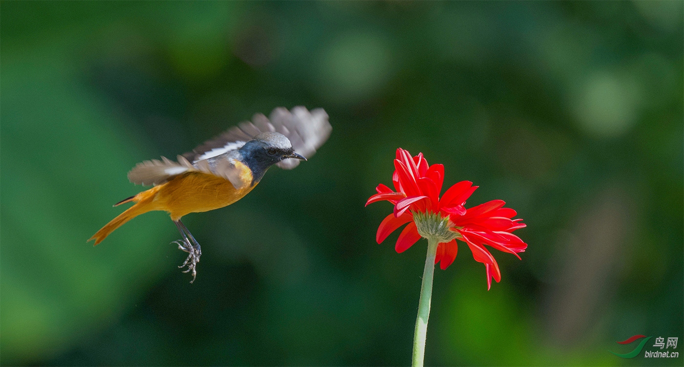 花与鸟
