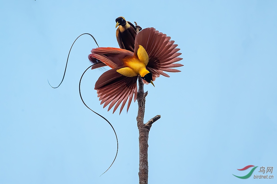 天堂鸟 : 眉飞色舞的红极乐鸟 .