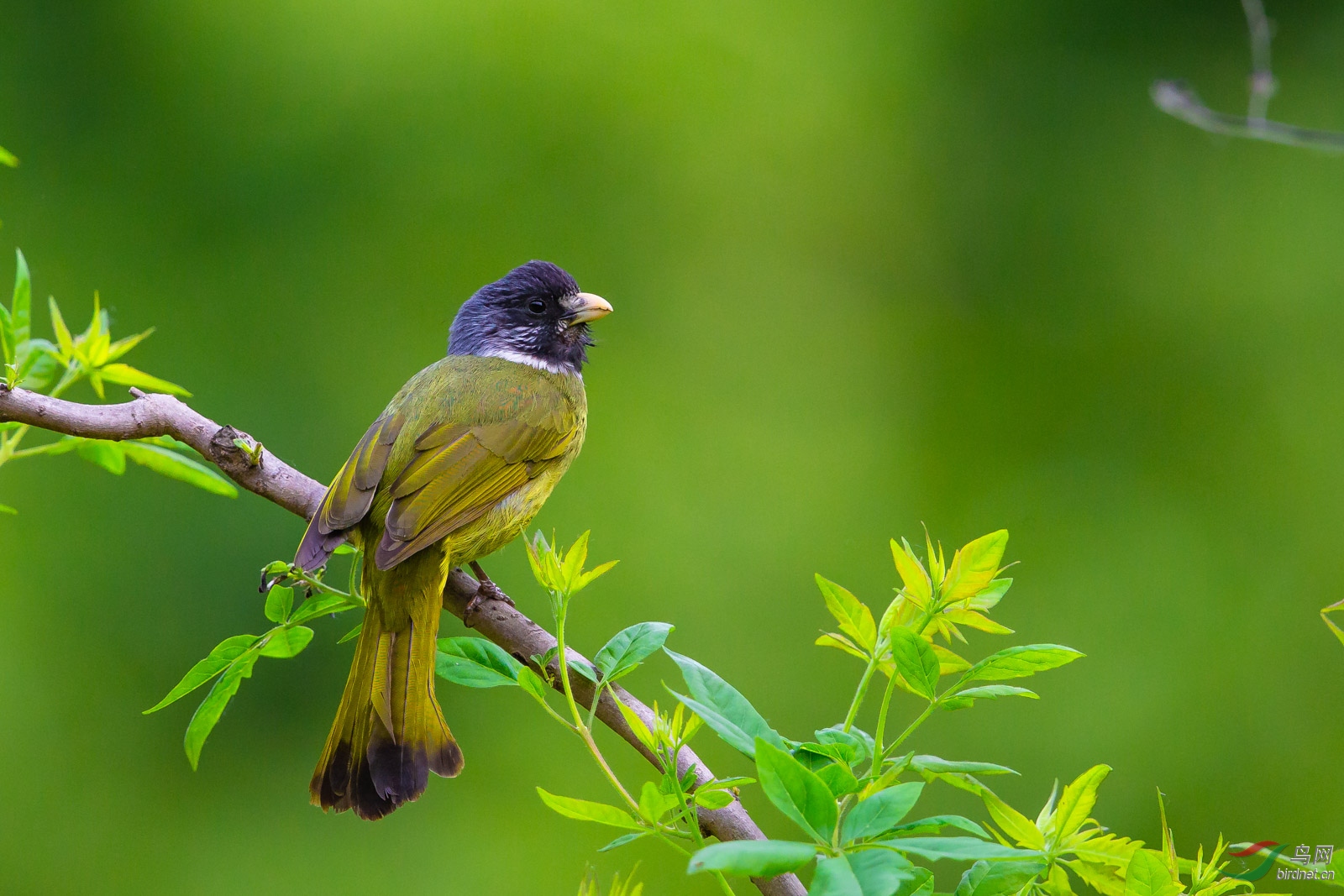 semitorques,英文名:collared finchbill)为雀形目鹎科雀嘴鹎属的鸟类