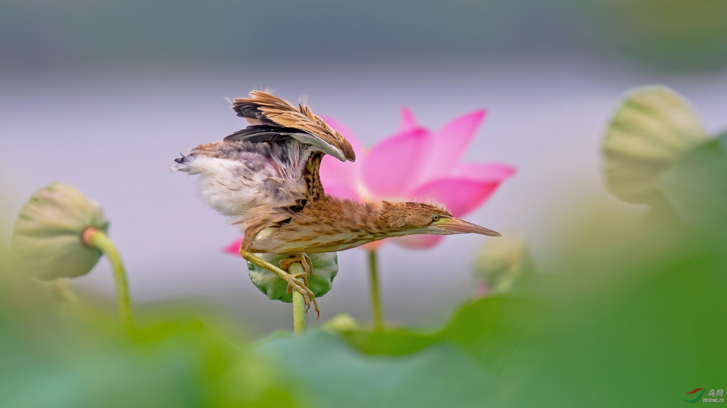 跃跃欲试黄苇鳽