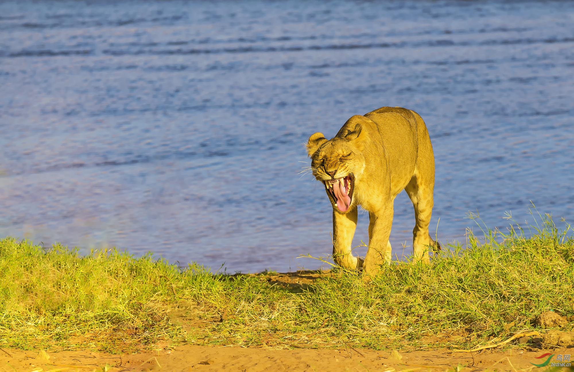 非洲草原—狮子