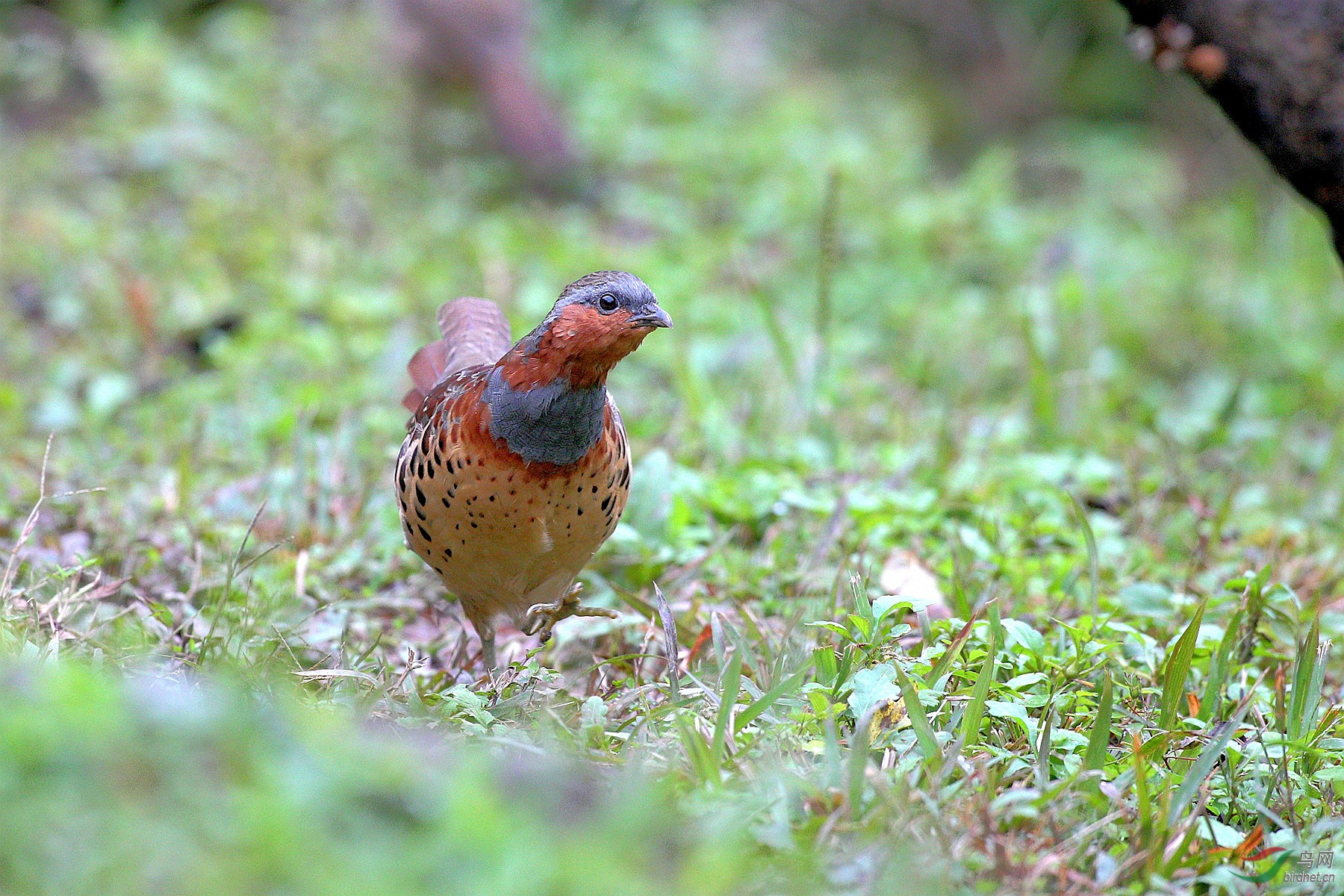 丛中竹鸡