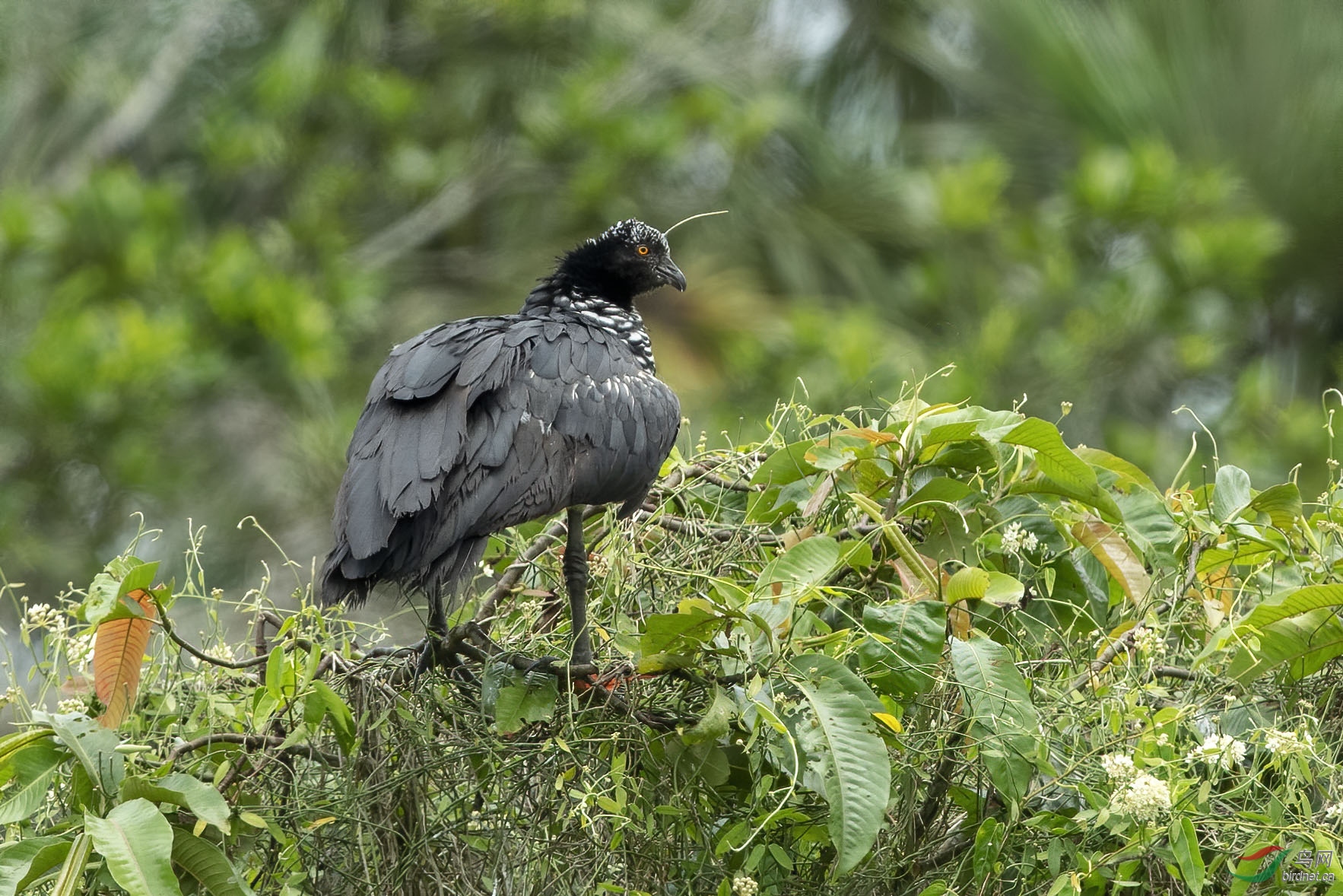 角叫鸭 (horned screamer) @ 厄瓜多尔共和国