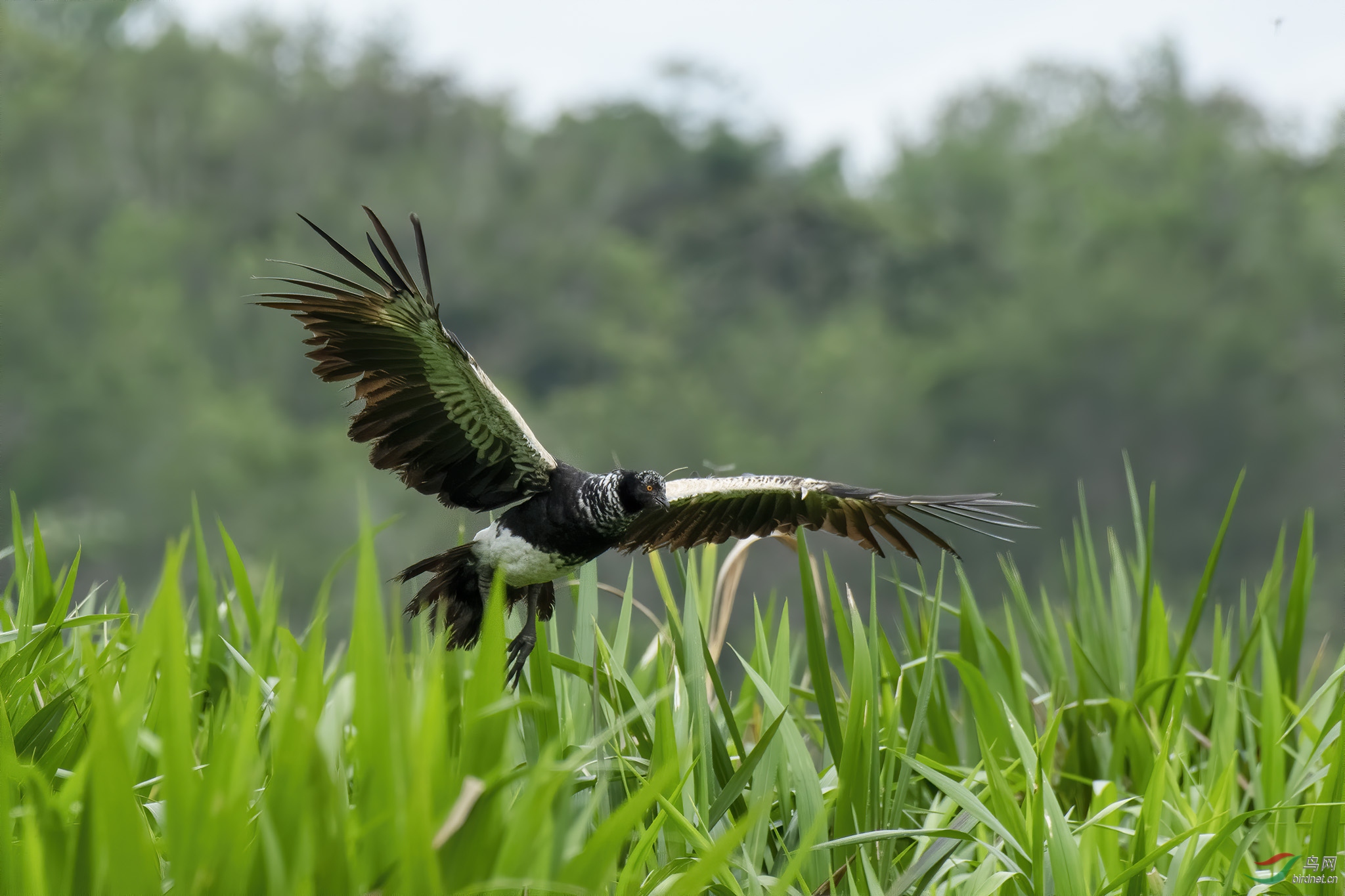 角叫鸭 (horned screamer) @ 厄瓜多尔共和国