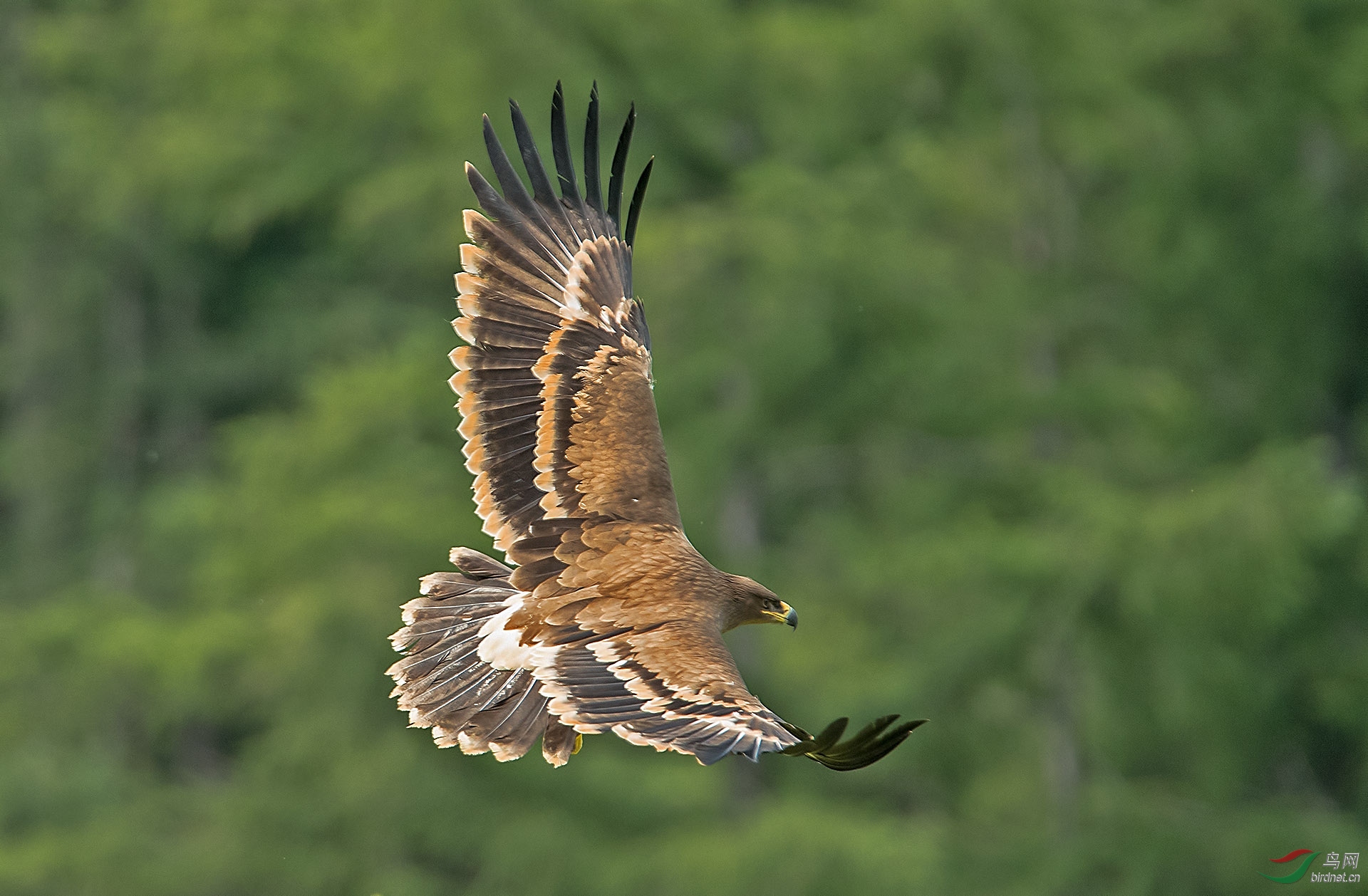 草原雕(学名:aquila nipalensis(祝贺老师佳作荣获首页精华)