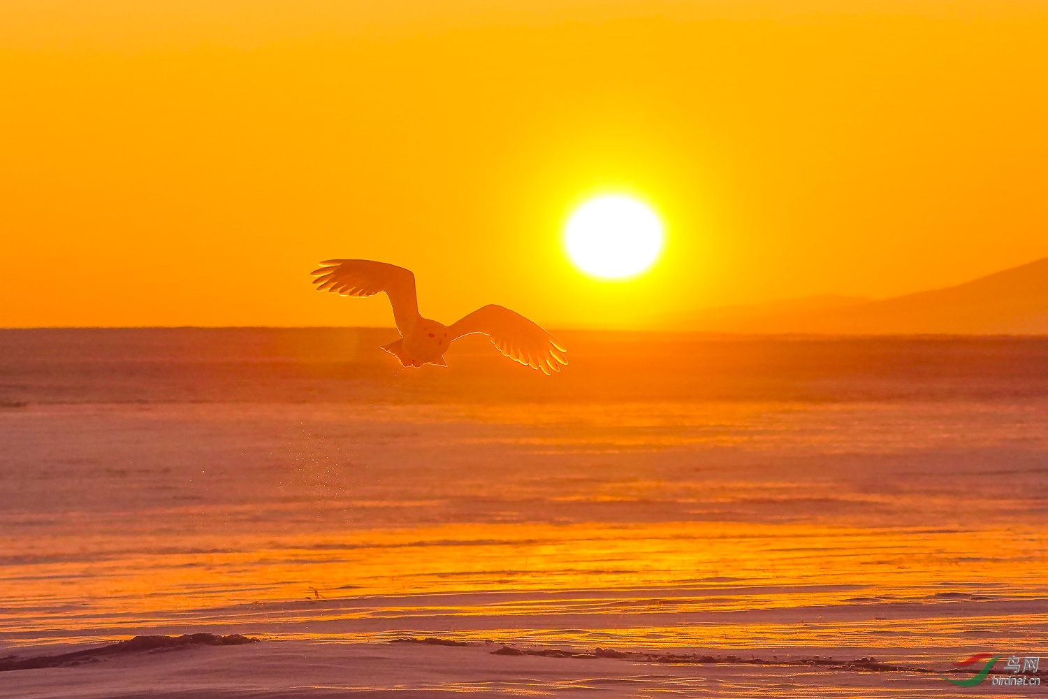 夕阳下