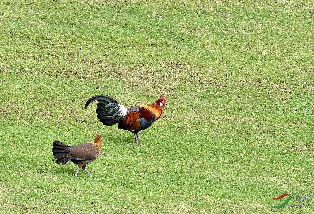 原鸡