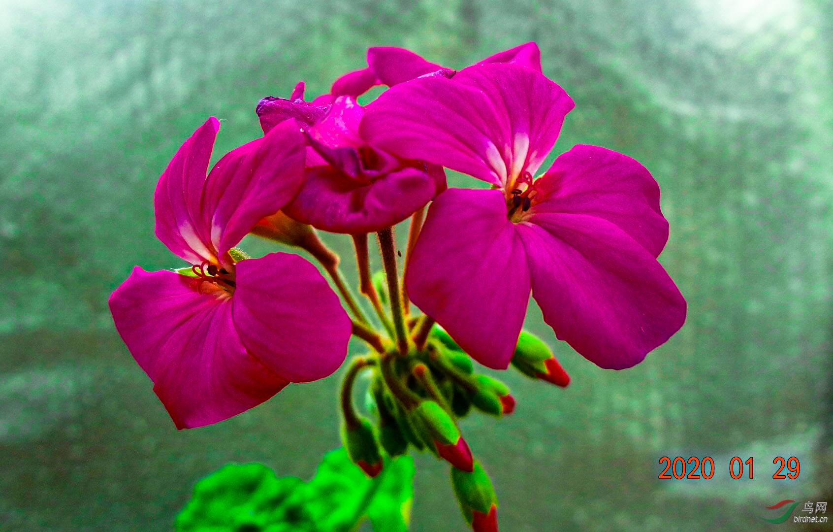 天竺兰花(红色)常年开花3