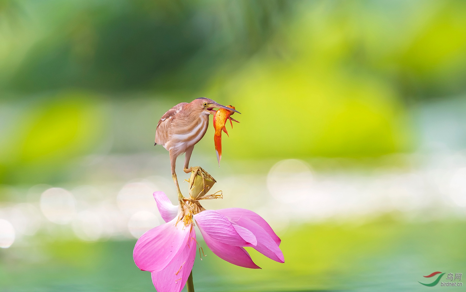 花,鸟,鱼,图