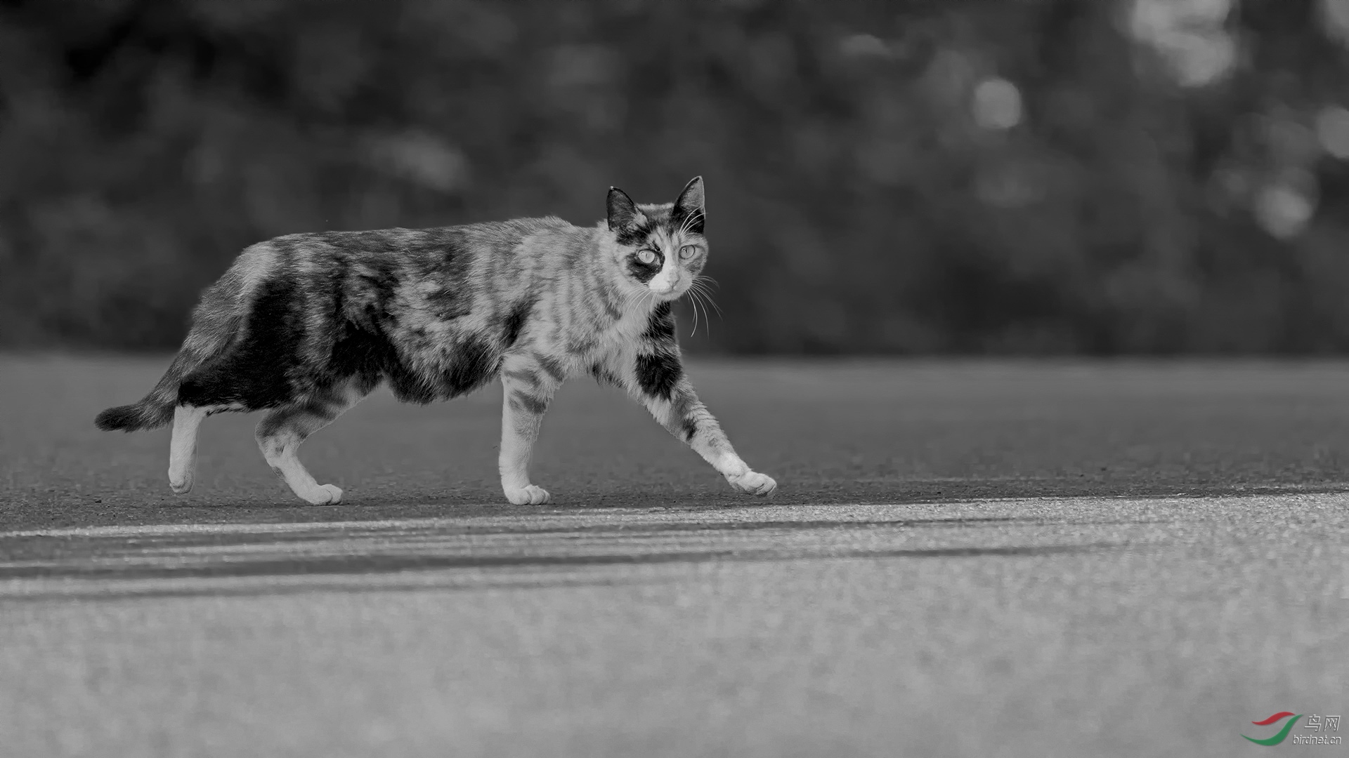 野猫