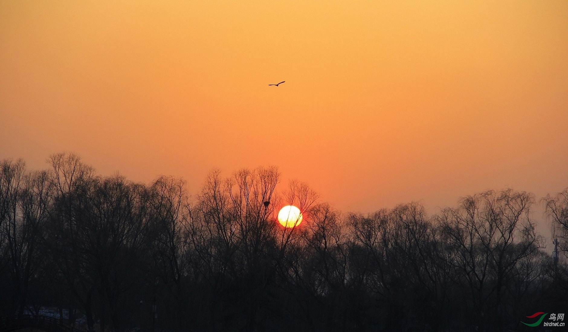 夕阳孤鸿