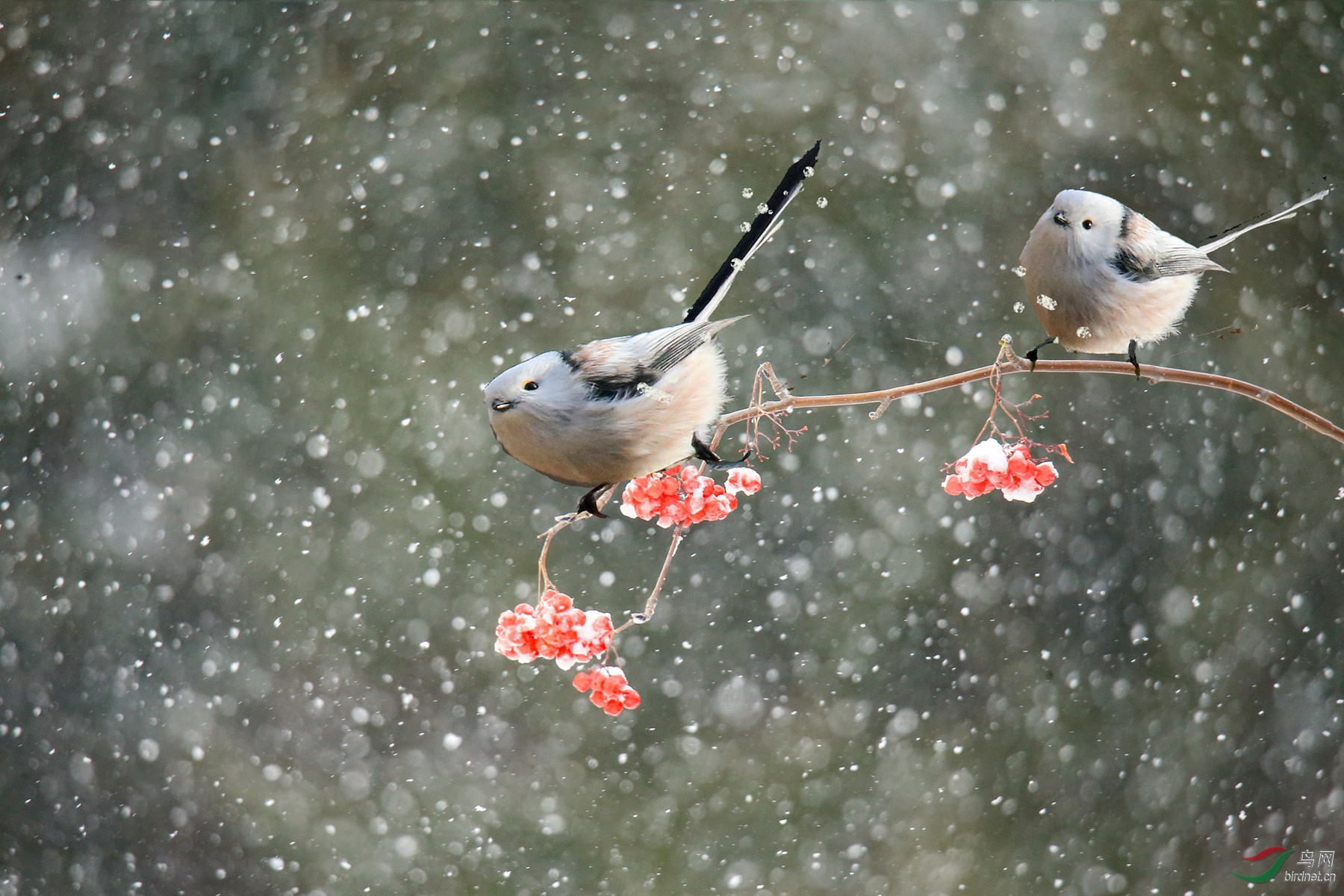 雪花飘飘