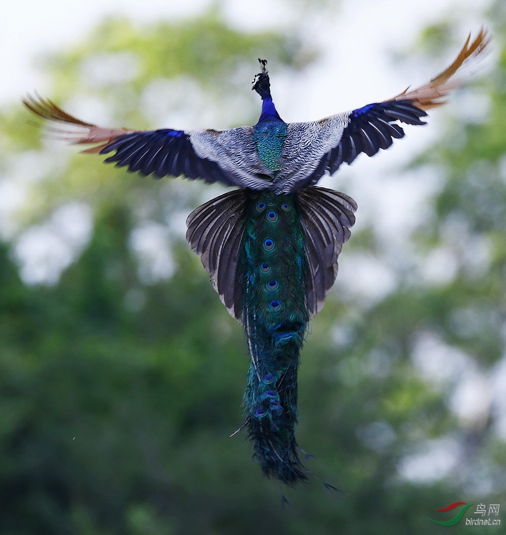 斯里兰卡:蓝孔雀