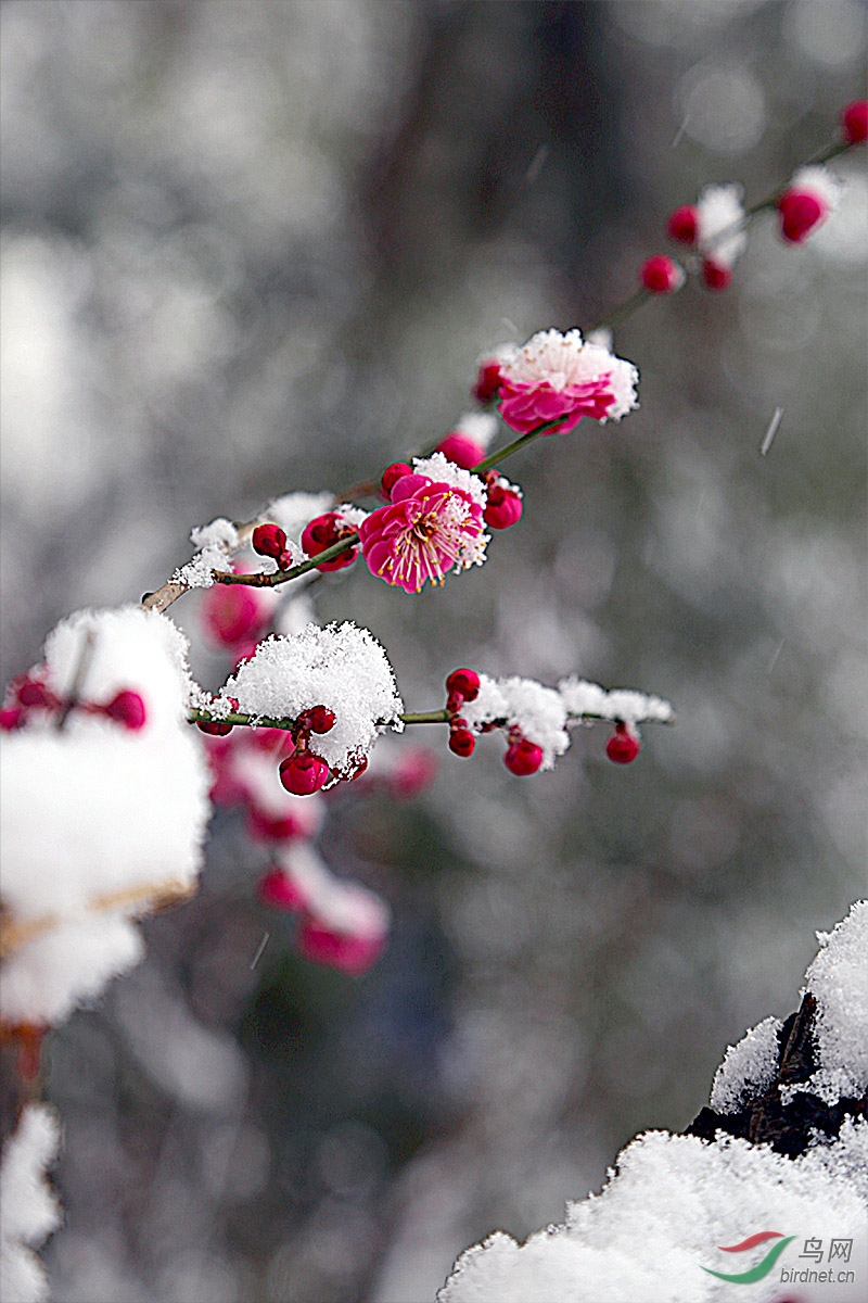 梅花欢喜漫天雪